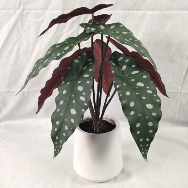 faux spotted begoinia